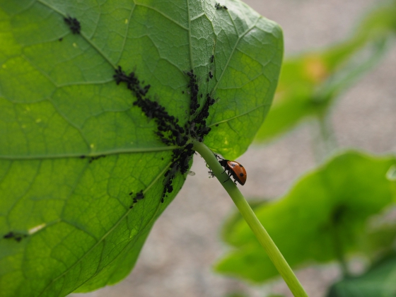 Blattläuse auf einem Blatt mit Marienkäfer